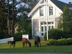 Corolla Sales Office