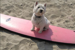 Surf Pup