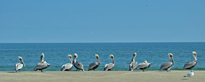Outer Banks Beauty