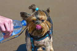 pet friendly beach rentals