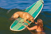 Pets love Vacations too