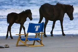 Four Wheel Drive Horses