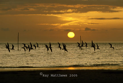Black-Skimmers.jpg