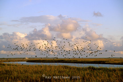 Blackbirds-over-marsh-5x7.jpg