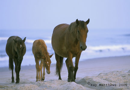 Horses-on-beach-8x12.jpg