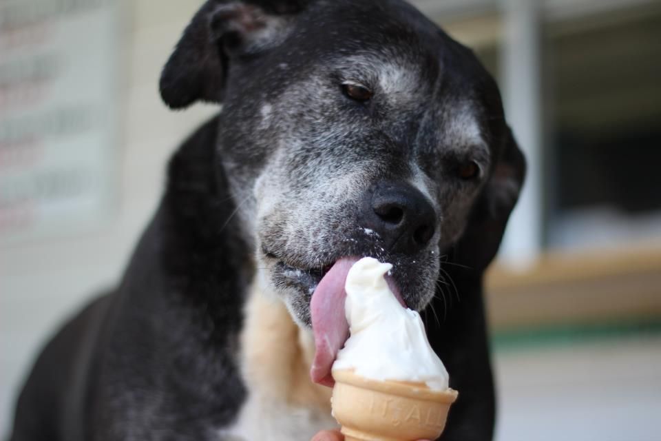dog eating cone