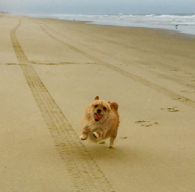 happy dog on beach