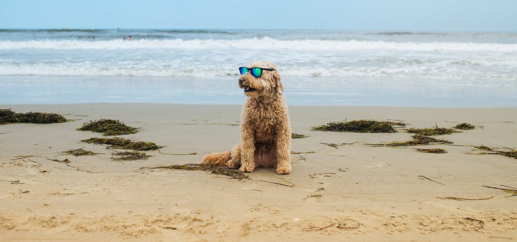 Things to Do With Your Dog in the Outer Banks