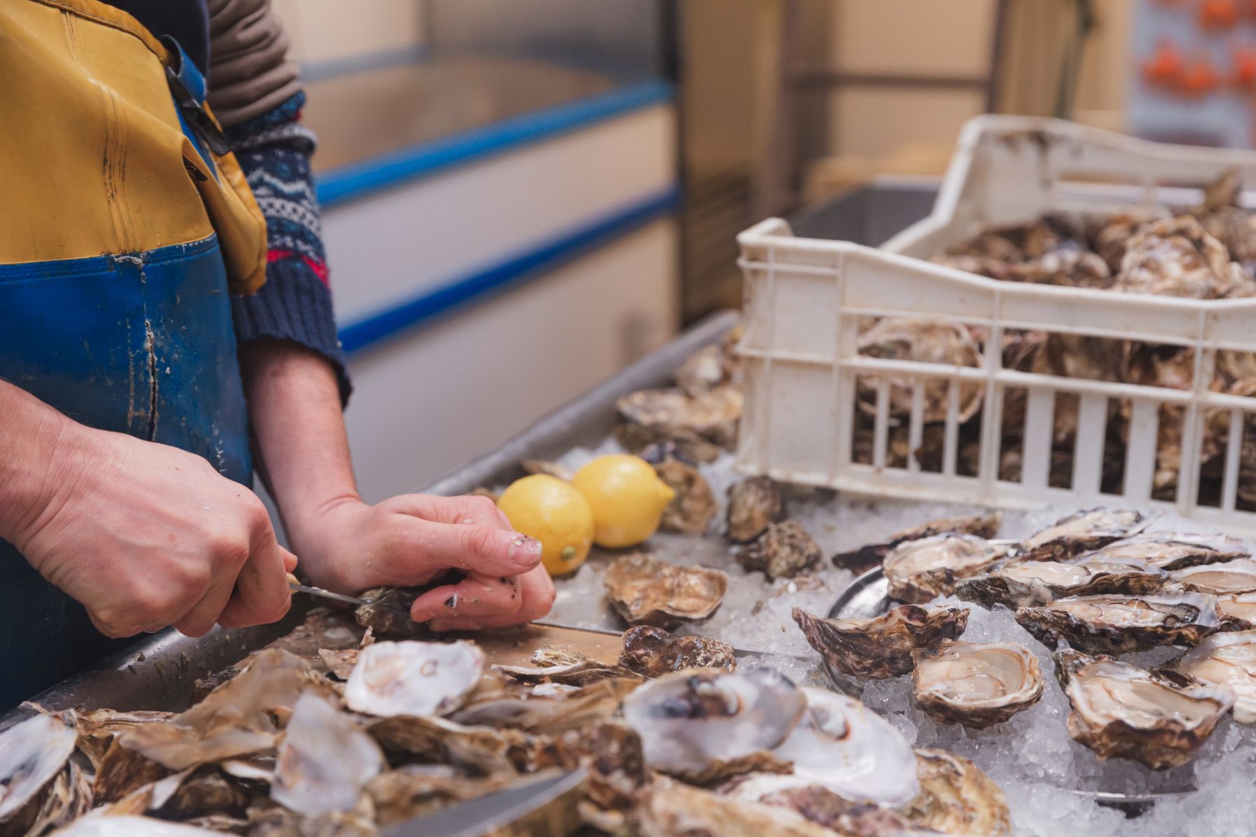shucking oysters