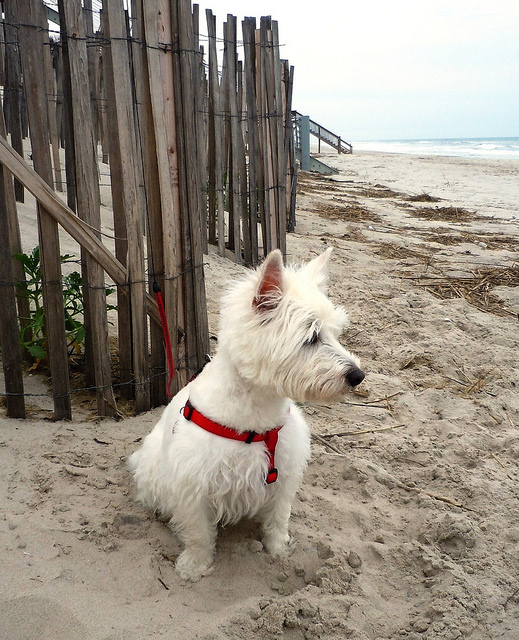 dog on Corolla beach