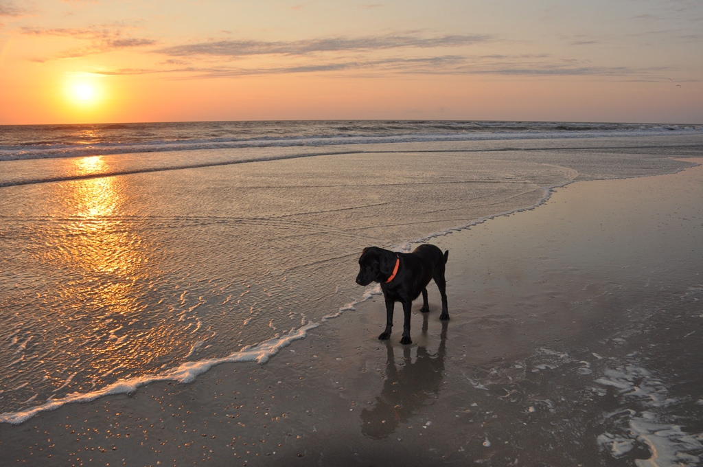 dog on beach sunrise