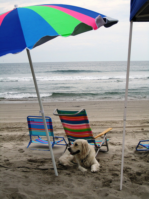 beach dog under umbrella