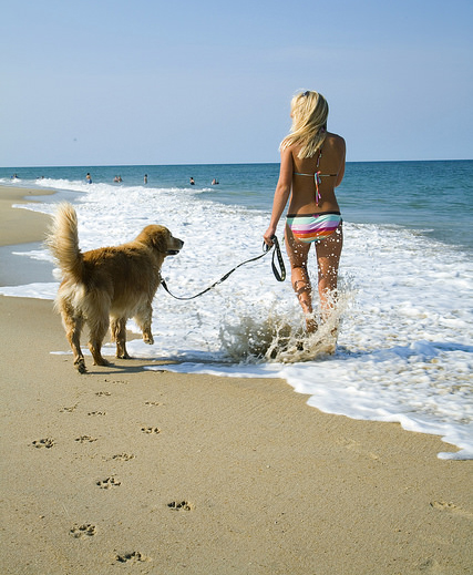 Dog on Southern Shores beach