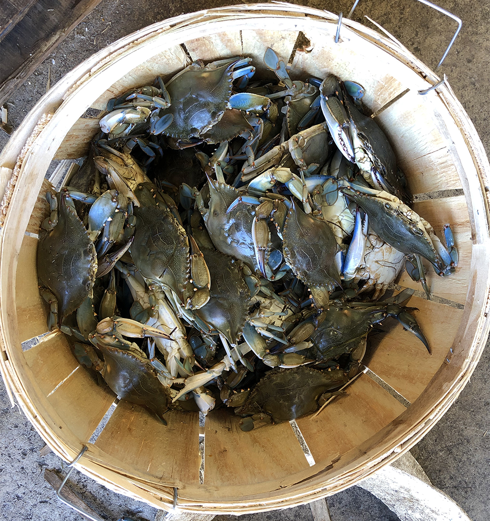OBX blue crabs