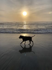 sunrise dog