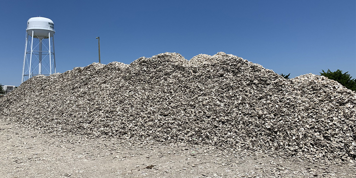 Oyster shell recycling