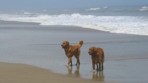 Dogs at the Beach