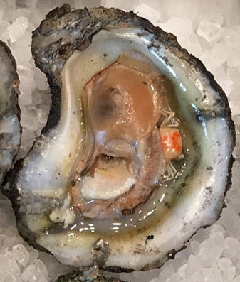 crab slough oyster