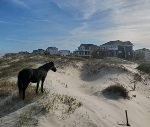 Wild Horses on the 4x4 beaches