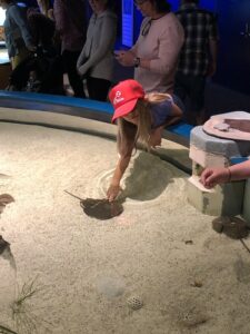 aquarium touch tank