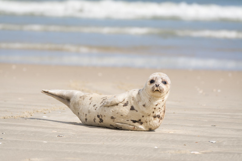winter seal visitor