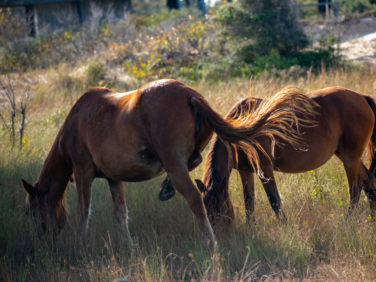 this week on the outer banks - corolla horses