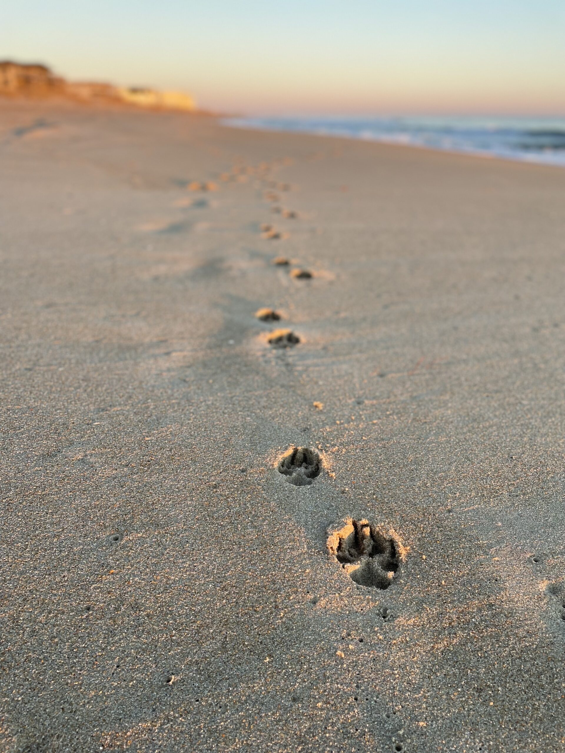 sunrise paw prints in sand