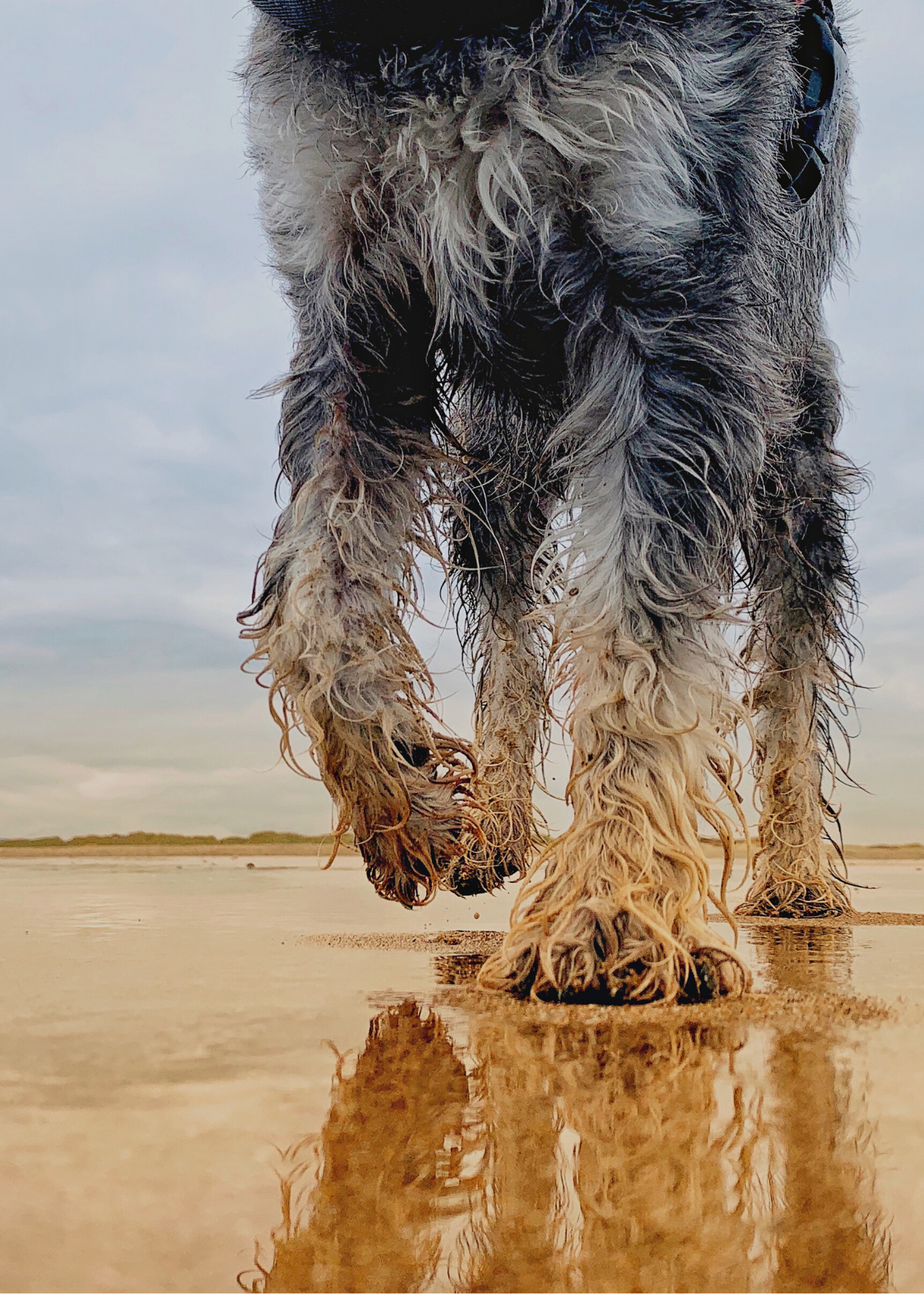 april's friendly pet of the month - beach dog