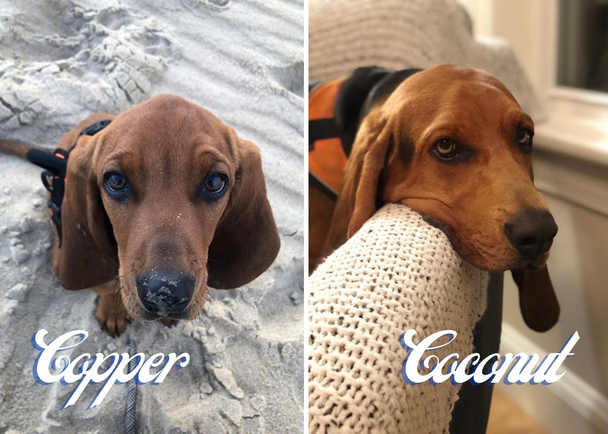 copper and coconut - september's friendly pet of the month