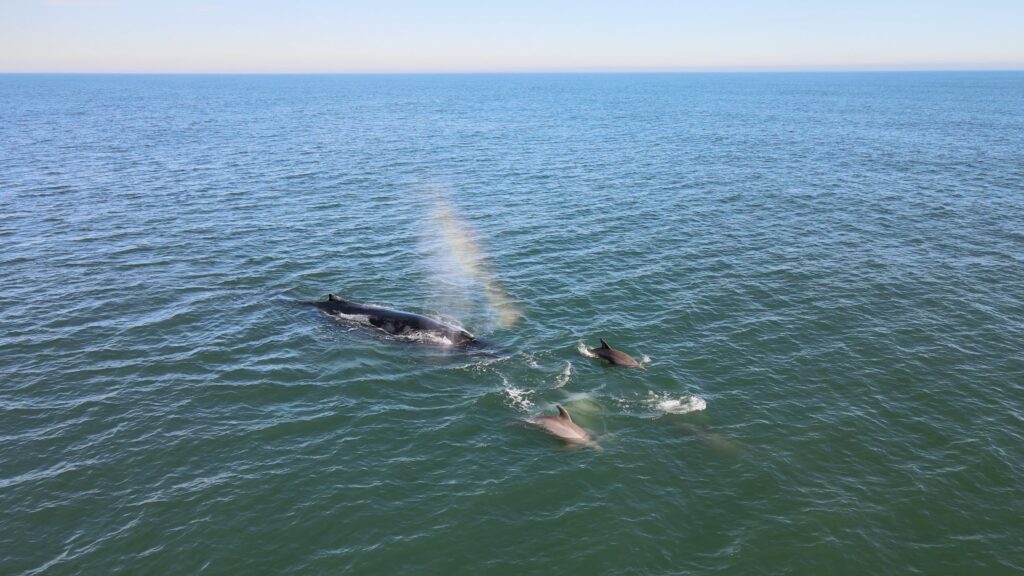 Whale Watching on the Outer Banks