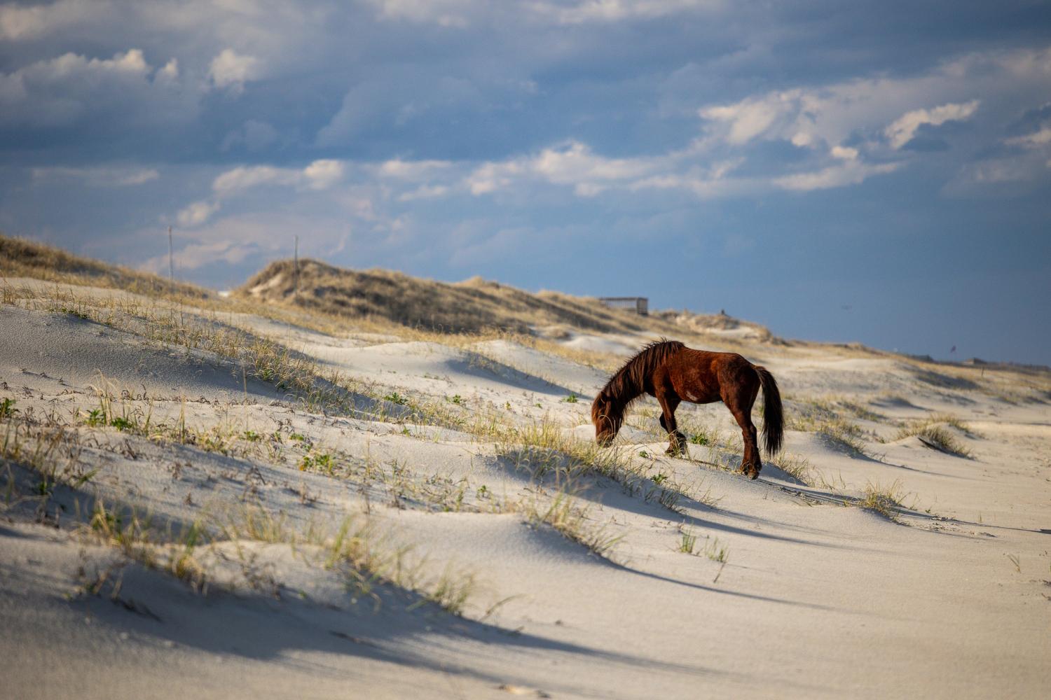 “Outer Banks Visionaries: Building North Carolina’s Oceanfront” by Clark Twiddy