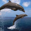 Harbor Star Dolphin Tours