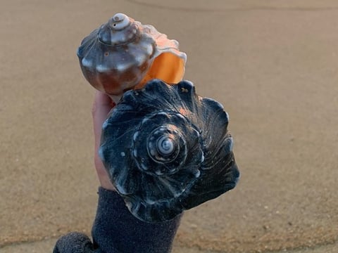 Beachcombing