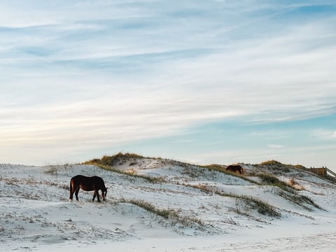 Watching for horses at sunrise or dusk