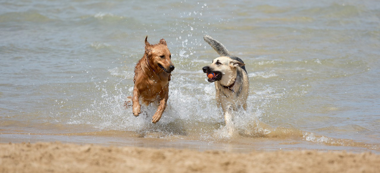 Pet Friendly Oceanfront Outer Banks Vacation Rentals