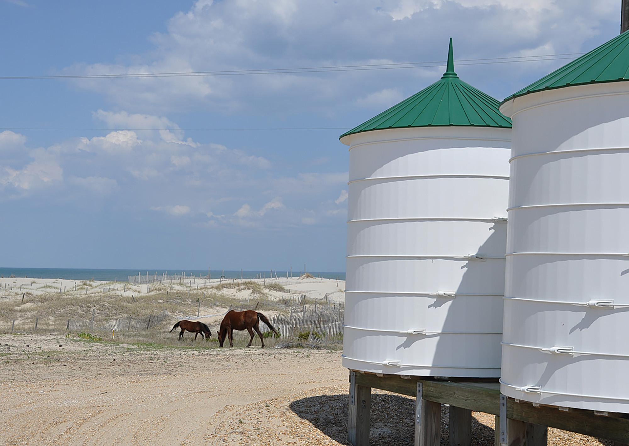 The Ocracoke Banker Ponies