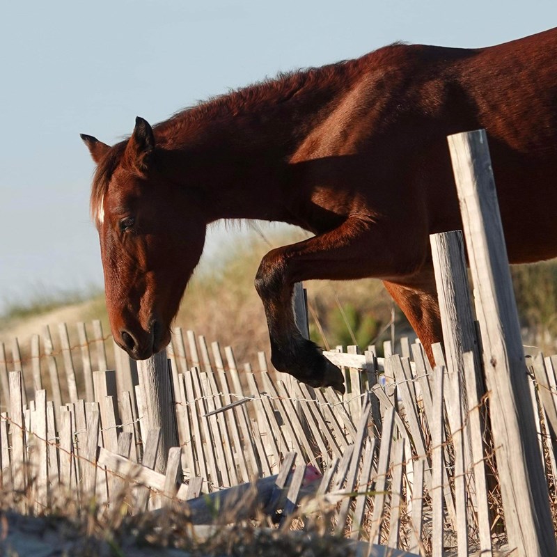 Outer Banks Wild Horses