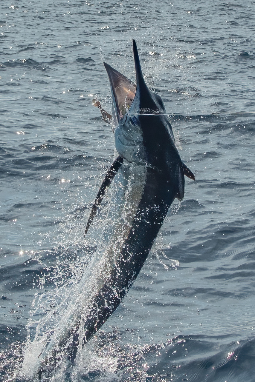 Deep sea fishing outer banks