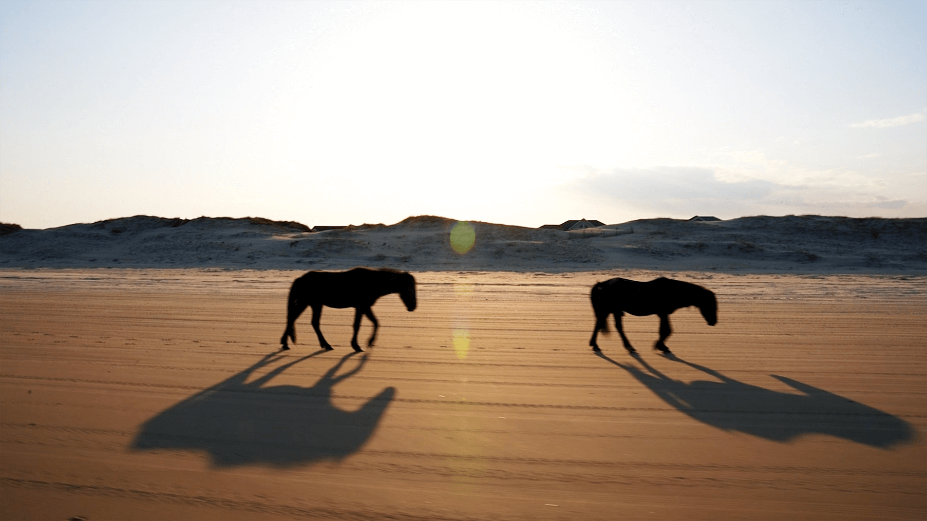 Descendants of Spanish Mustangs