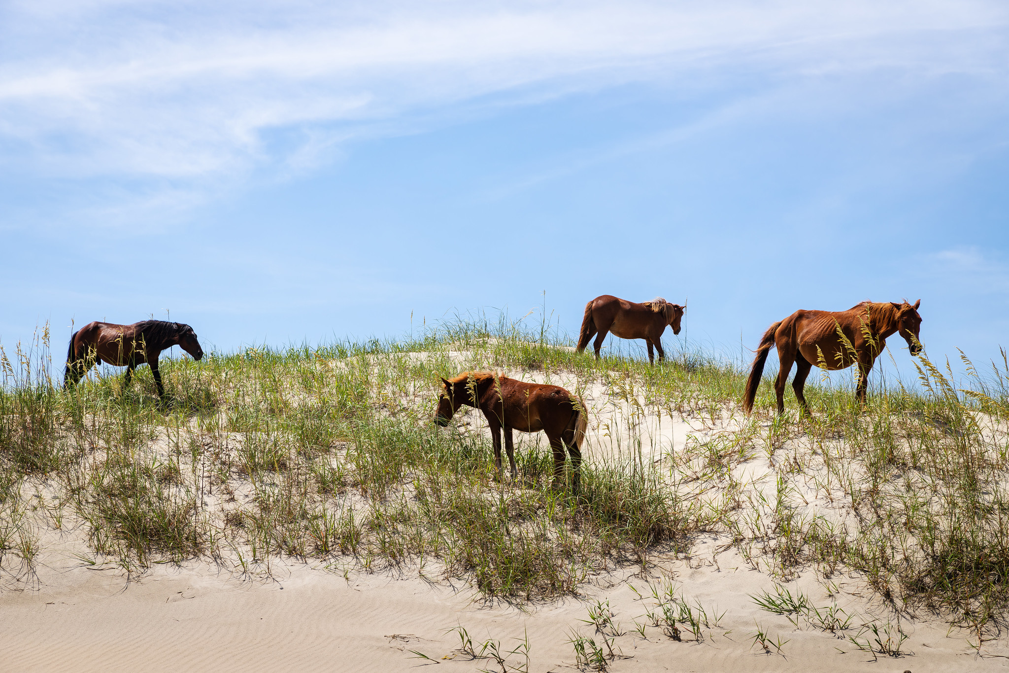 Best Places to Stay for Seeing Wild Horses