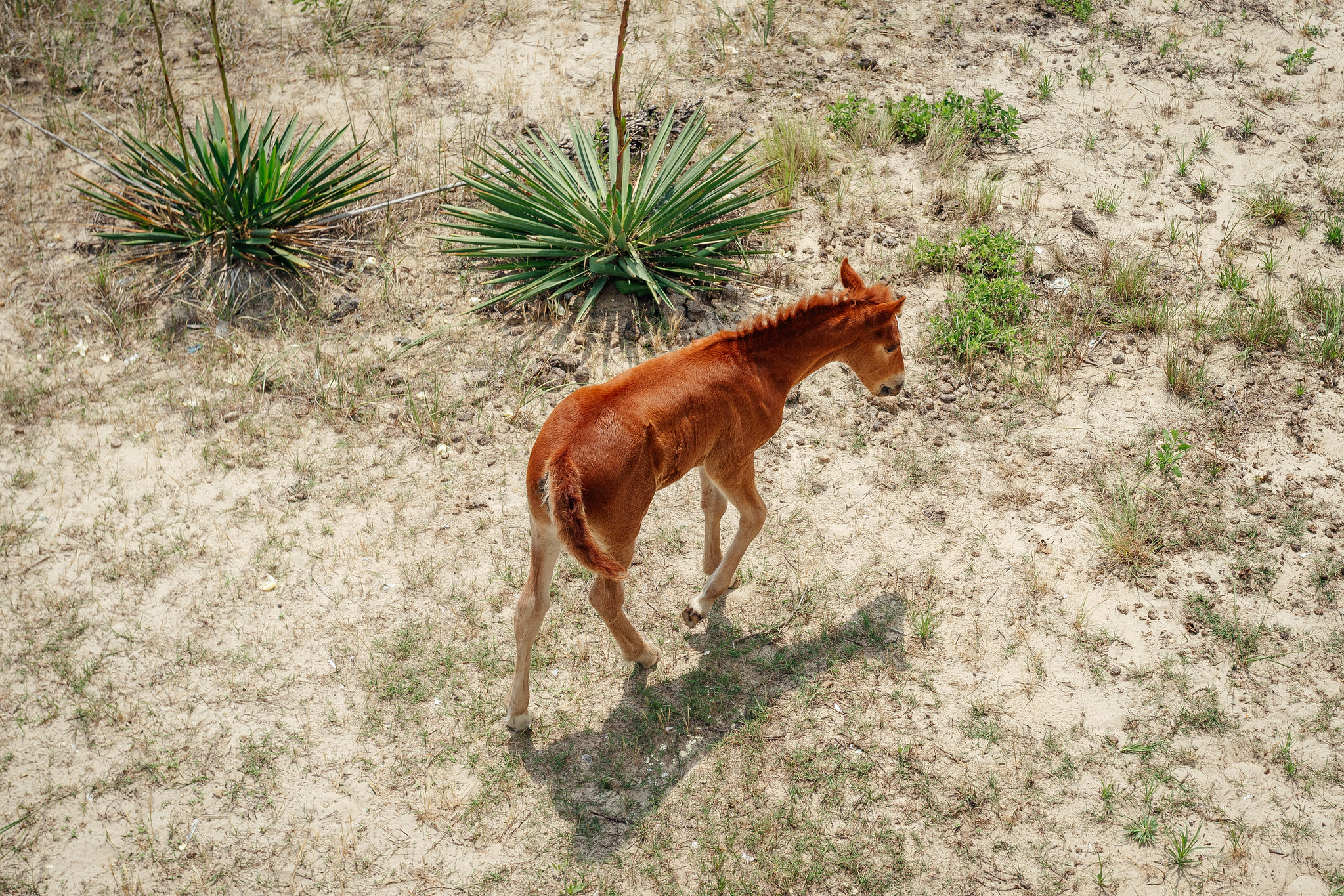 Wild horses on the 4x4 beaches