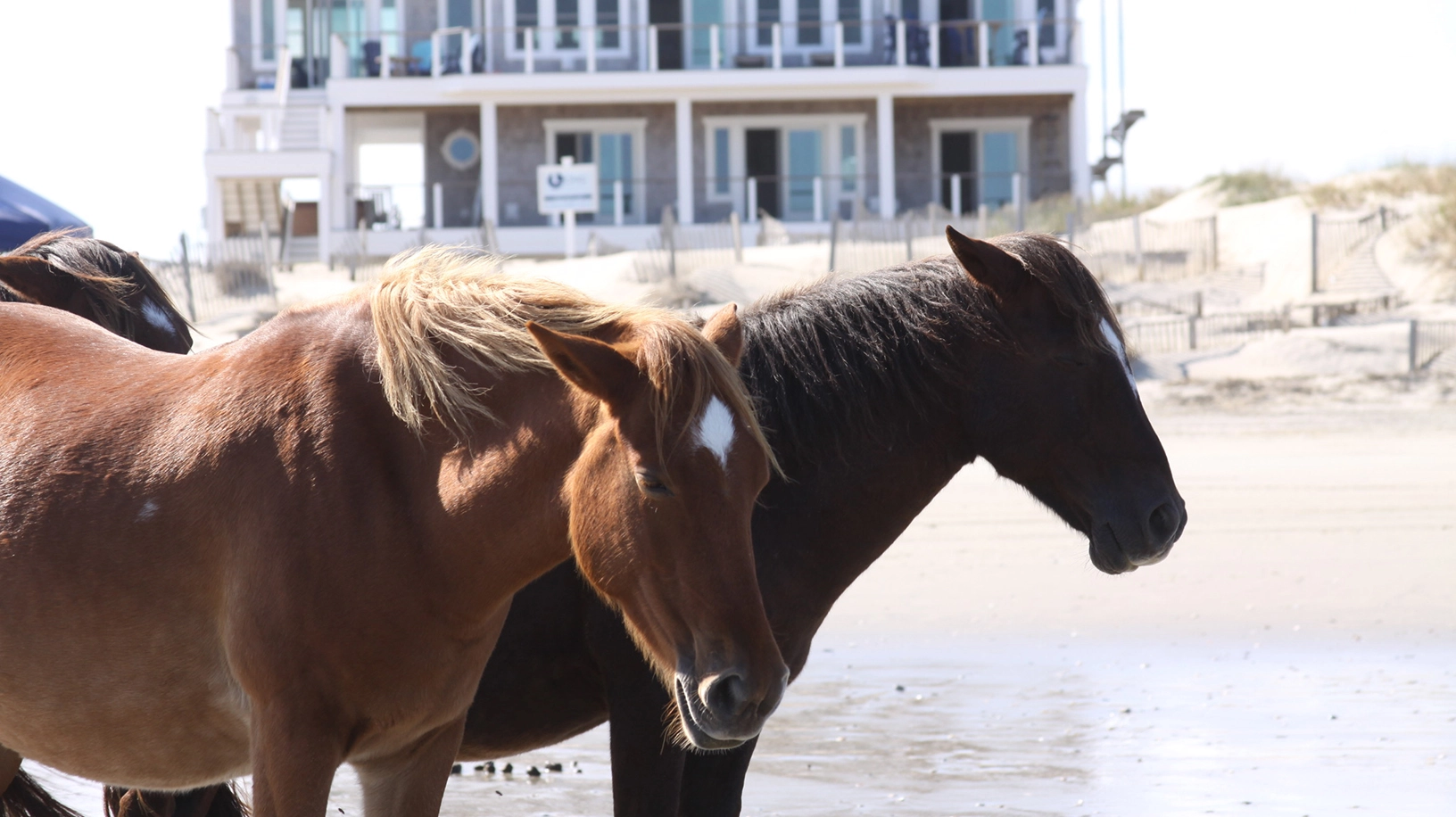 Seahorse property image