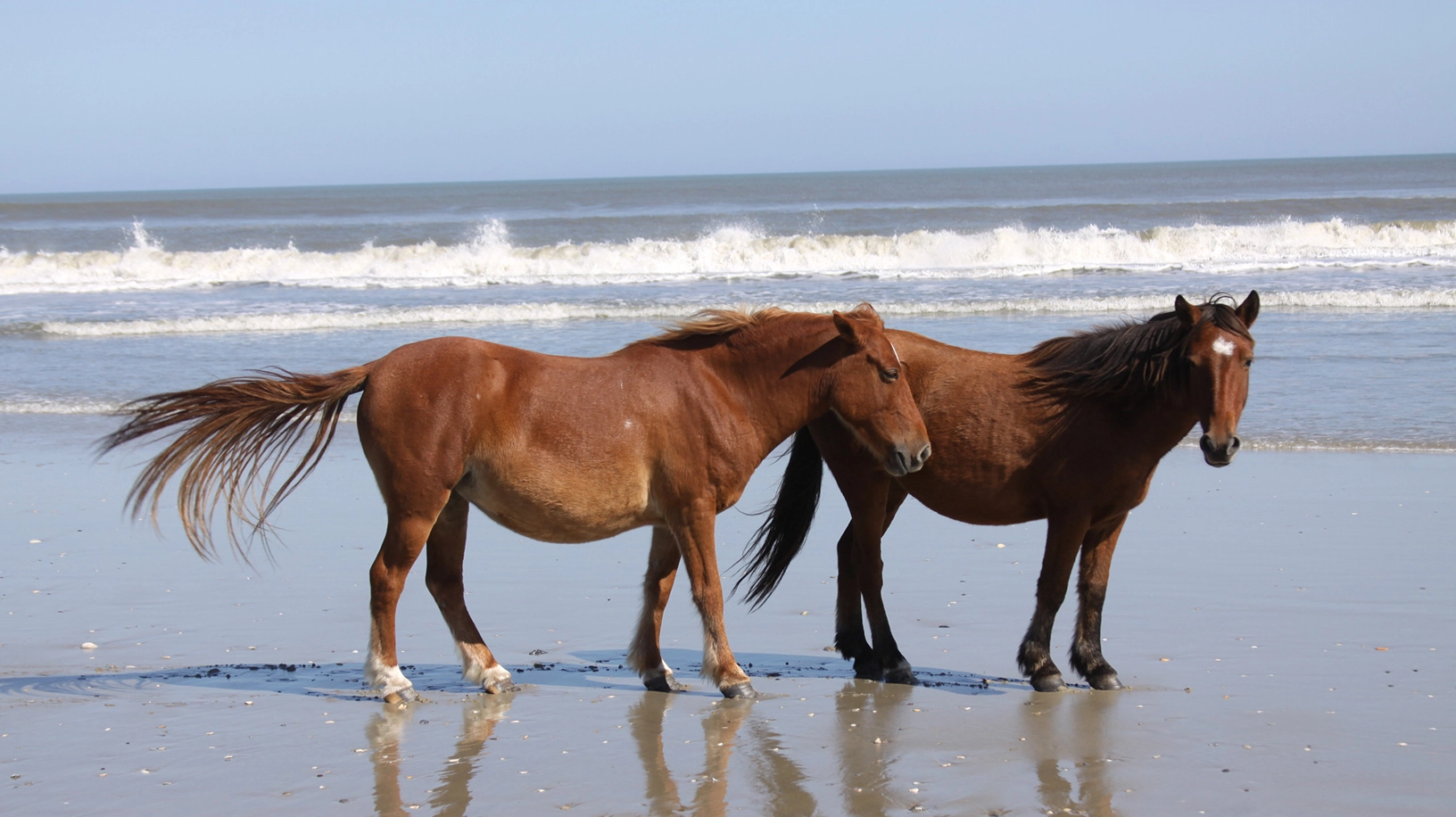 Seahorse property image