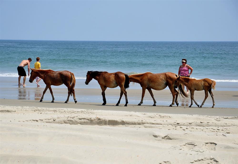 Best Outer Banks, NC 4x4 Beach Vacation Rentals Twiddy