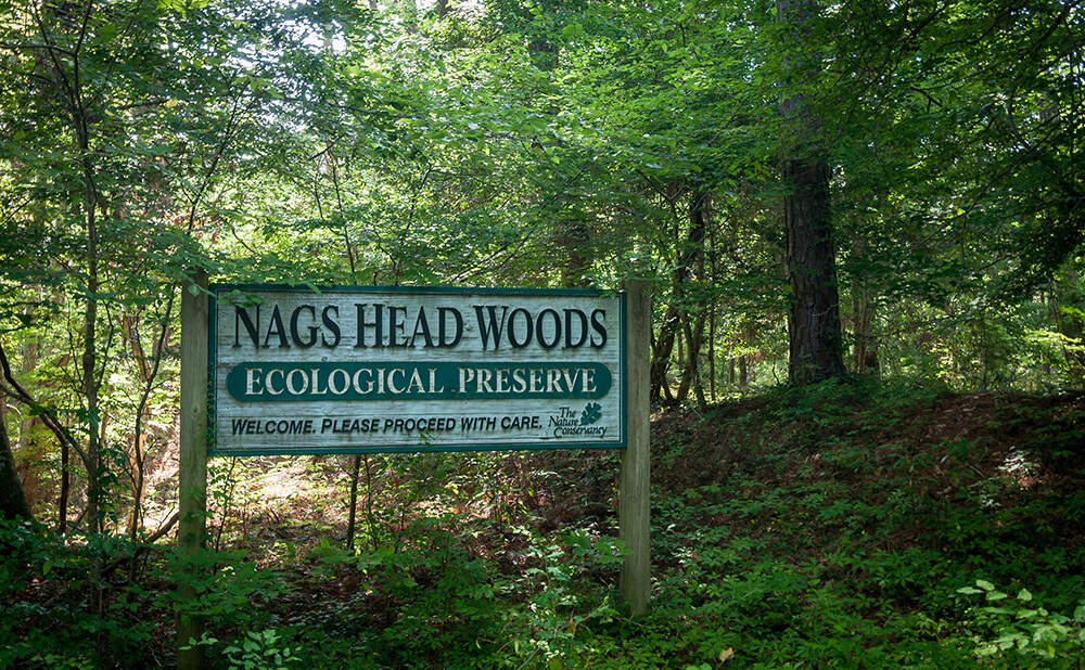 Nags Head Woods