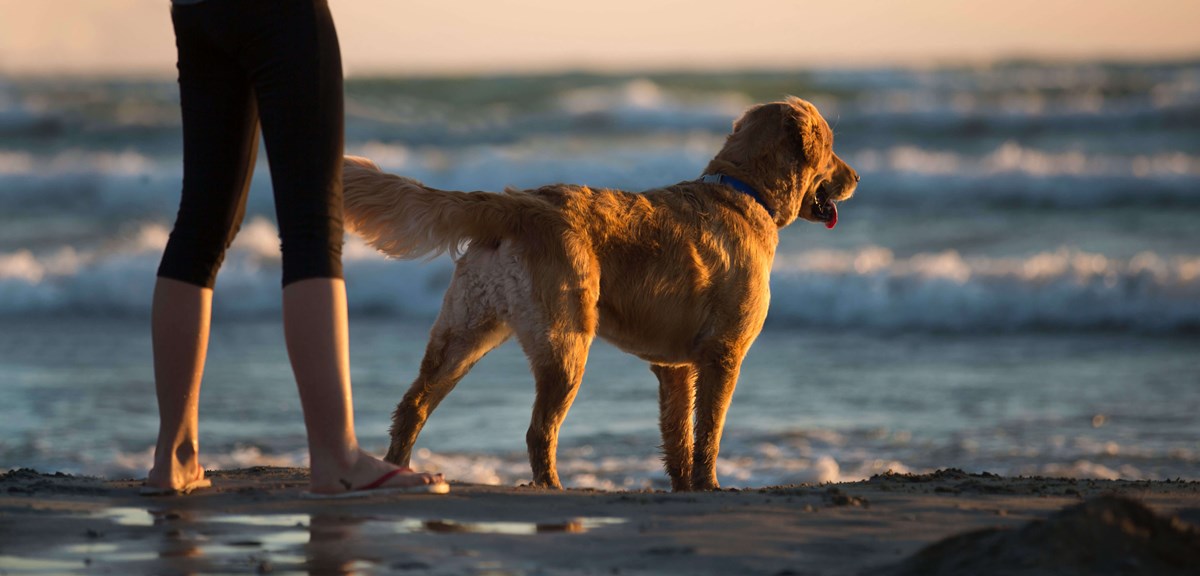 Outer Banks Pet Friendly Rentals