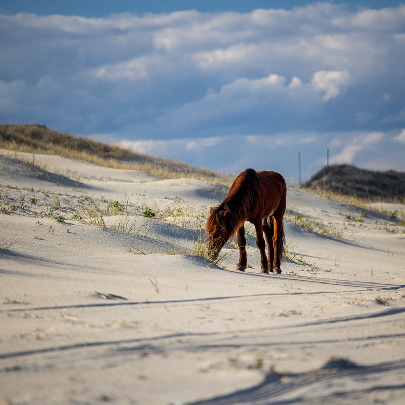 Wild Horses in the Outer Banks: Where to See Them & More